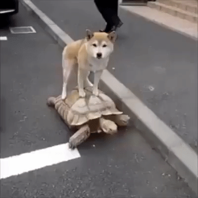 Dog on top of a turtle walking around