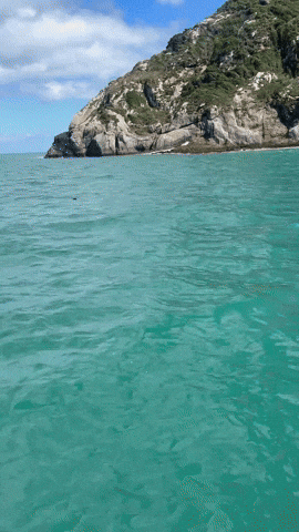 pinguim em arraial do cabo