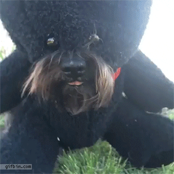 https://media.giphy.com/media/B4TkgK6ul3BLi/giphy.gif