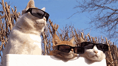Three cats wearing sunglasses. The middle one's sunglasses fall off.