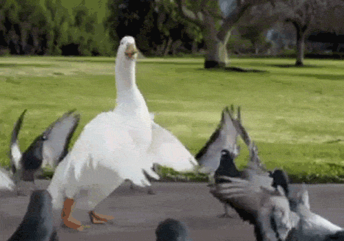 bird dancing duck