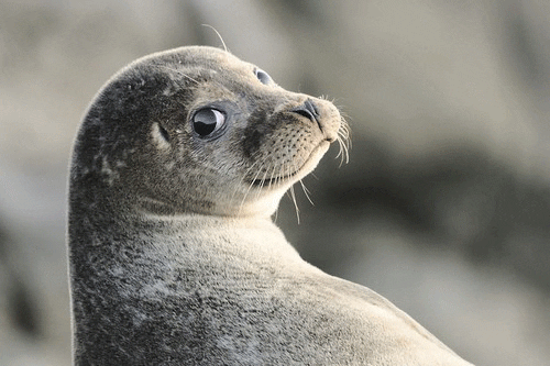Seal With It GIFs - Get the best GIF on GIPHY