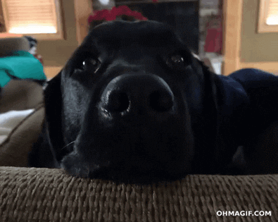 Surprised Dog GIF - Find & Share on GIPHY