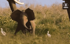 baby will from make elephant
