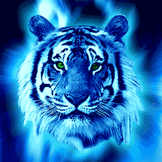 Tiger GIF - Find & Share on GIPHY
