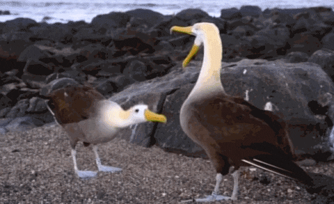 https://media.giphy.com/media/BB32lt4pTLeqA/giphy.gif