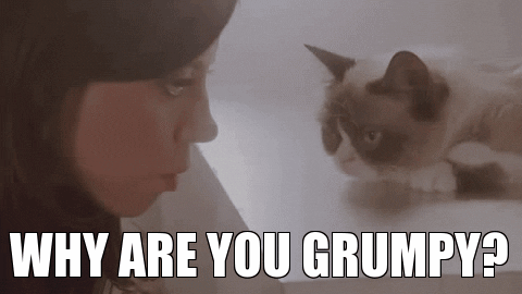 Grumpy Cat GIF - Find & Share on GIPHY