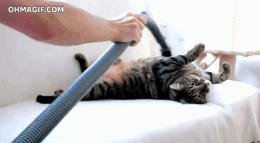 cat animals cute enjoy cleaning