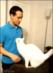 Cat Man GIF - Find & Share on GIPHY