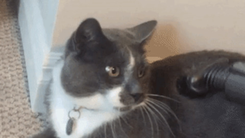 Are you hypnotizing me ? funny Gif