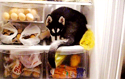 Até o cachorro quer tirar uma casquinha da geladeira