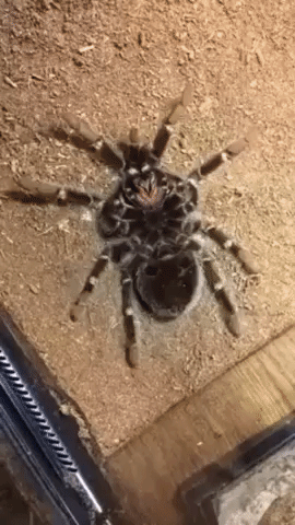 Spider Molting GIFs - Find & Share on GIPHY