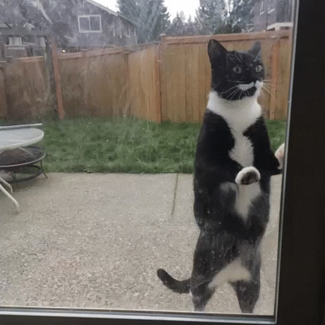 Un chat grattant à la vitre