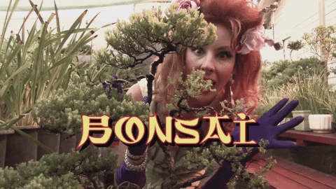 Bonsai Lns214 GIF by truTV's Late Night Snack