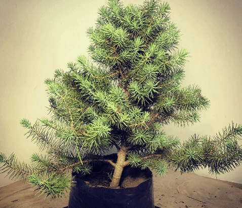 elm bonsai Chinese Elm Bonsai – PenJing Nursery
