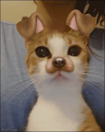 Cat with snapchat dog filter