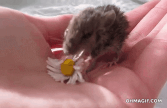 baby adorable eating hand flower