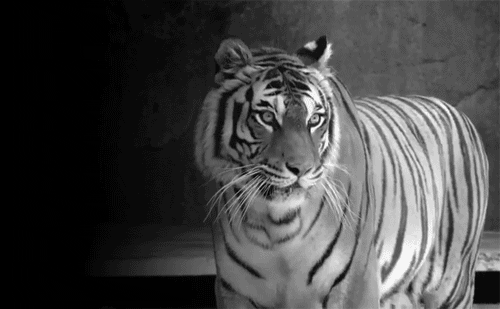 tiger 90s tattoo Find Angry Animal GIPHY  GIFs on Share &