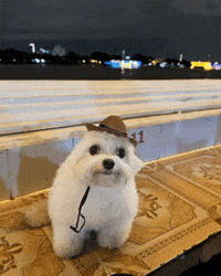 Hund med cowboyhat