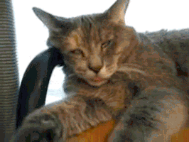 Funny Cats GIF - Find & Share on GIPHY