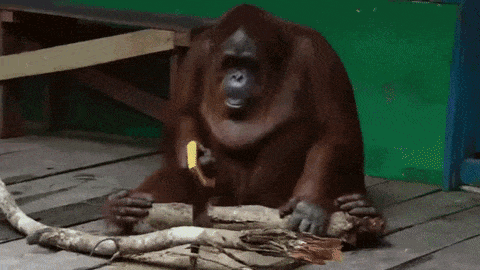 Back to monkey please in funny gifs
