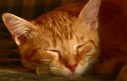 Resultado de imagem para gato tumblr gif