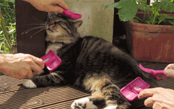 10 Best Cat Grooming in Singapore