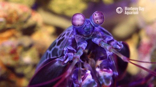 GIF by Monterey Bay Aquarium