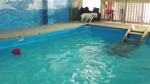 Swimming is good for health best Gif