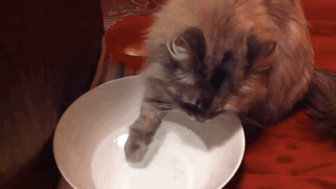 Pawing GIF - Find & Share on GIPHY