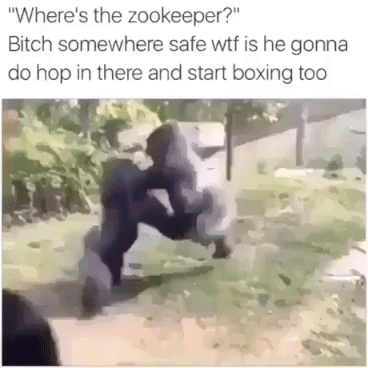 Zoo Fight in animals gifs