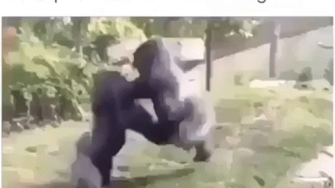 Zoo Fight