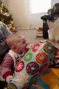 Lemme help you open the gift little hooman in dog gifs