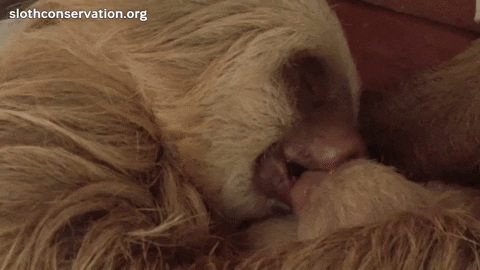 baby sloths kissing mom kissing baby GIF