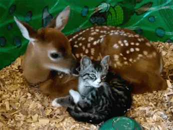 cat deer animal friendship