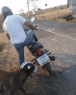 Going for a ride in dog gifs
