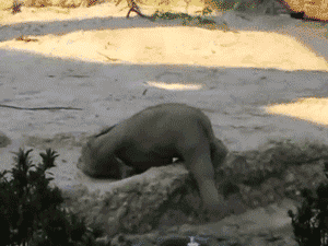 Animated GIF of an elephant awkwardly falling into a ditch sourced from giphy.com