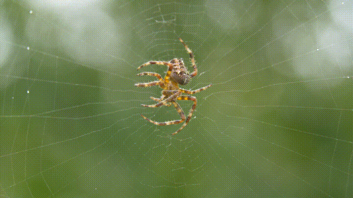 Spider Dew GIF - Find & Share on GIPHY