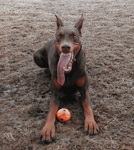 Doberman GIFs - Find & Share on GIPHY