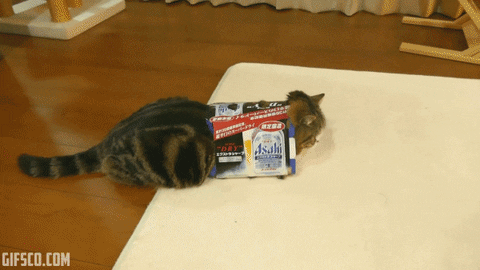 Kot kocha wszystkie pudełka