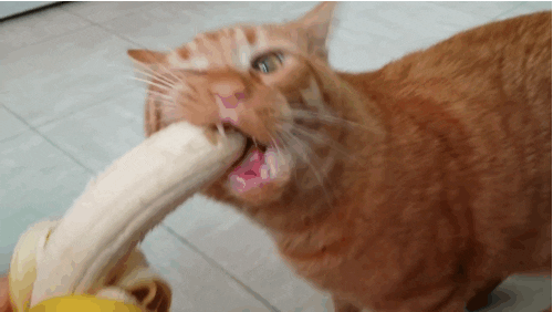giphy.gif