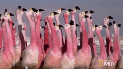 「flamingo gif」的圖片搜尋結果