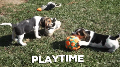 Beagle puppies playing with a ball on grass, playtime caption