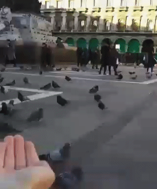  pigeons GIF