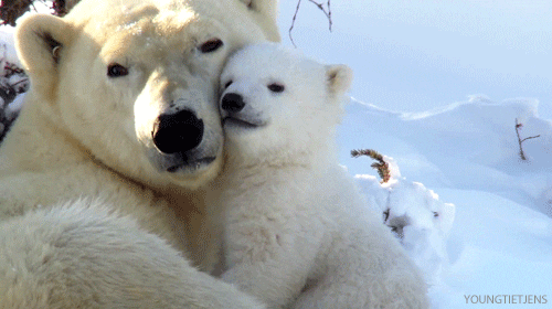 polar bear animal cub