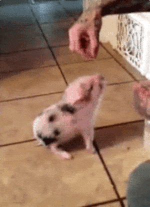 https://media.giphy.com/media/Bs9XsXZhi1KLK/giphy.gif