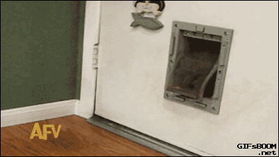 Chubby cat door