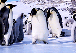 pingüino triste se resbala en el hielo