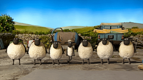 gid in sheep gid in sheep