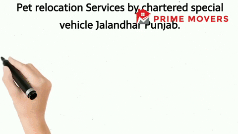 Pet transport service jalandhar